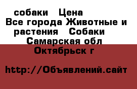 собаки › Цена ­ 2 500 - Все города Животные и растения » Собаки   . Самарская обл.,Октябрьск г.